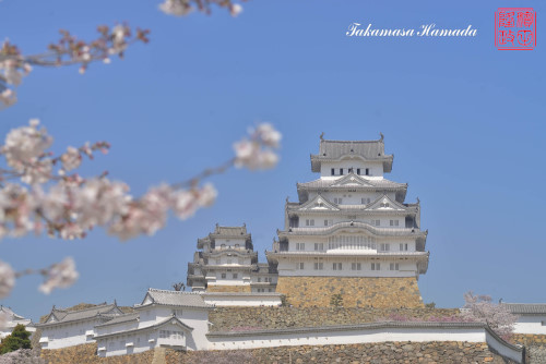 姫路桜№8